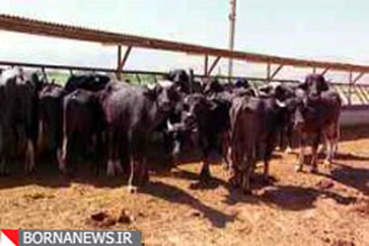 یک واحد پرورش گاو شیری در سردشت به بهره برداری رسید