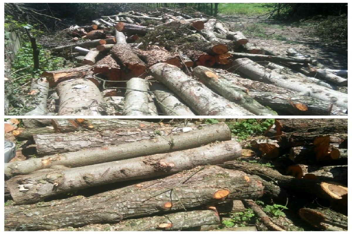 کشف ۱۵ تن چوب جنگلی قاچاق