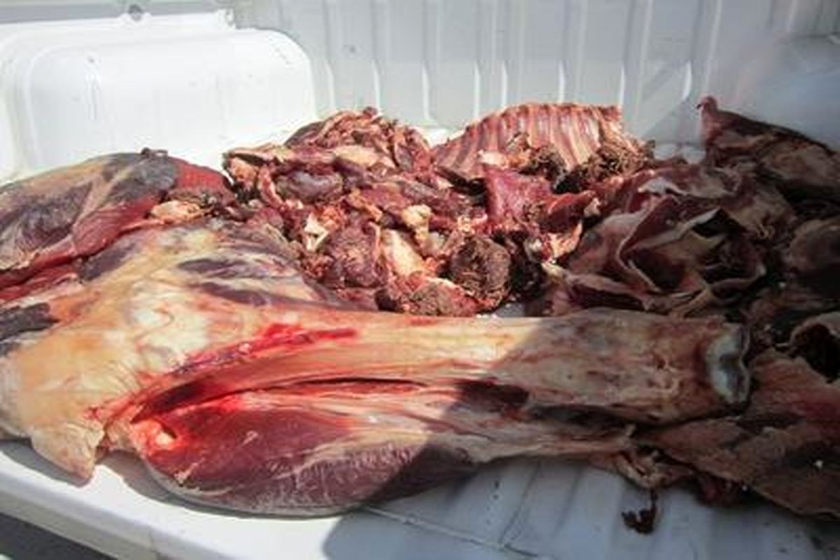کشف هزار و ۷۳۳ کیلوگرم گوشت قرمز تاریخ مصرف گذشته در جیرفت