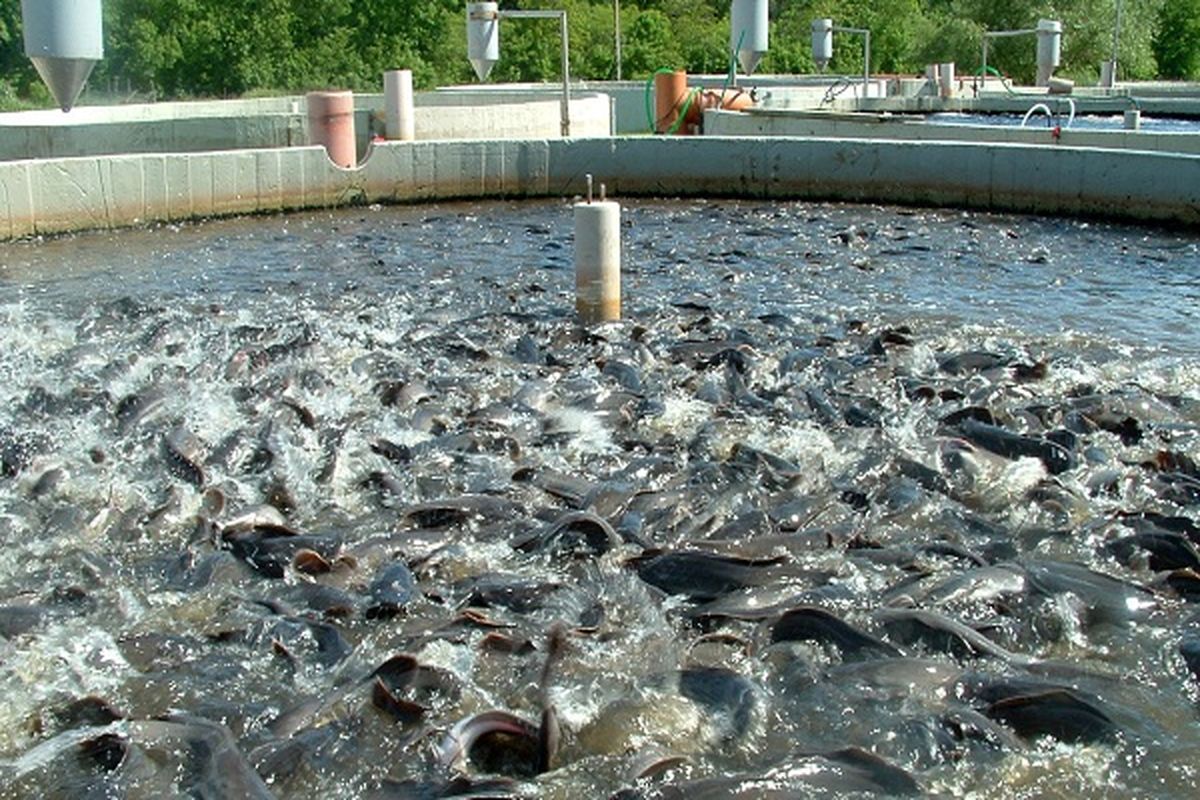 نظارت بر استخرهای پرورش ماهی در قزوین تشدید می شود