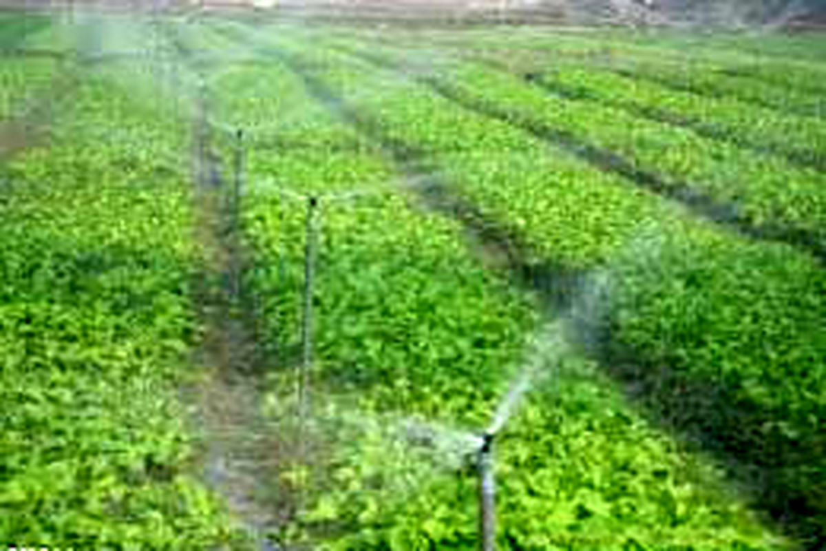 سرمای بهاره ۲۱۵ میلیارد ریال به محصولات باغی مهاباد خسارت زد