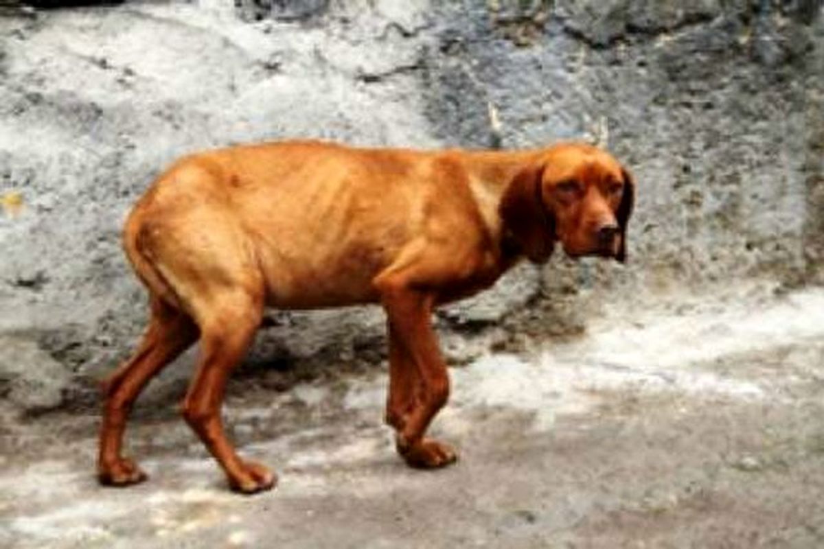 صدور حکم تادیبی دادگاه عمومی برای متهم سگ آزار