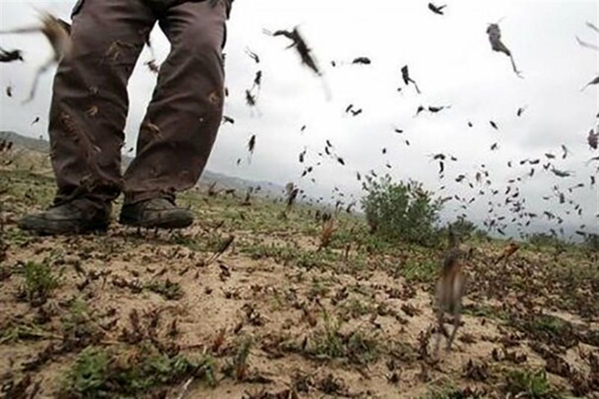 سیستان وبلوچستان رتبه نخست مبارزه با ملخ صحرایی کشور را دارد