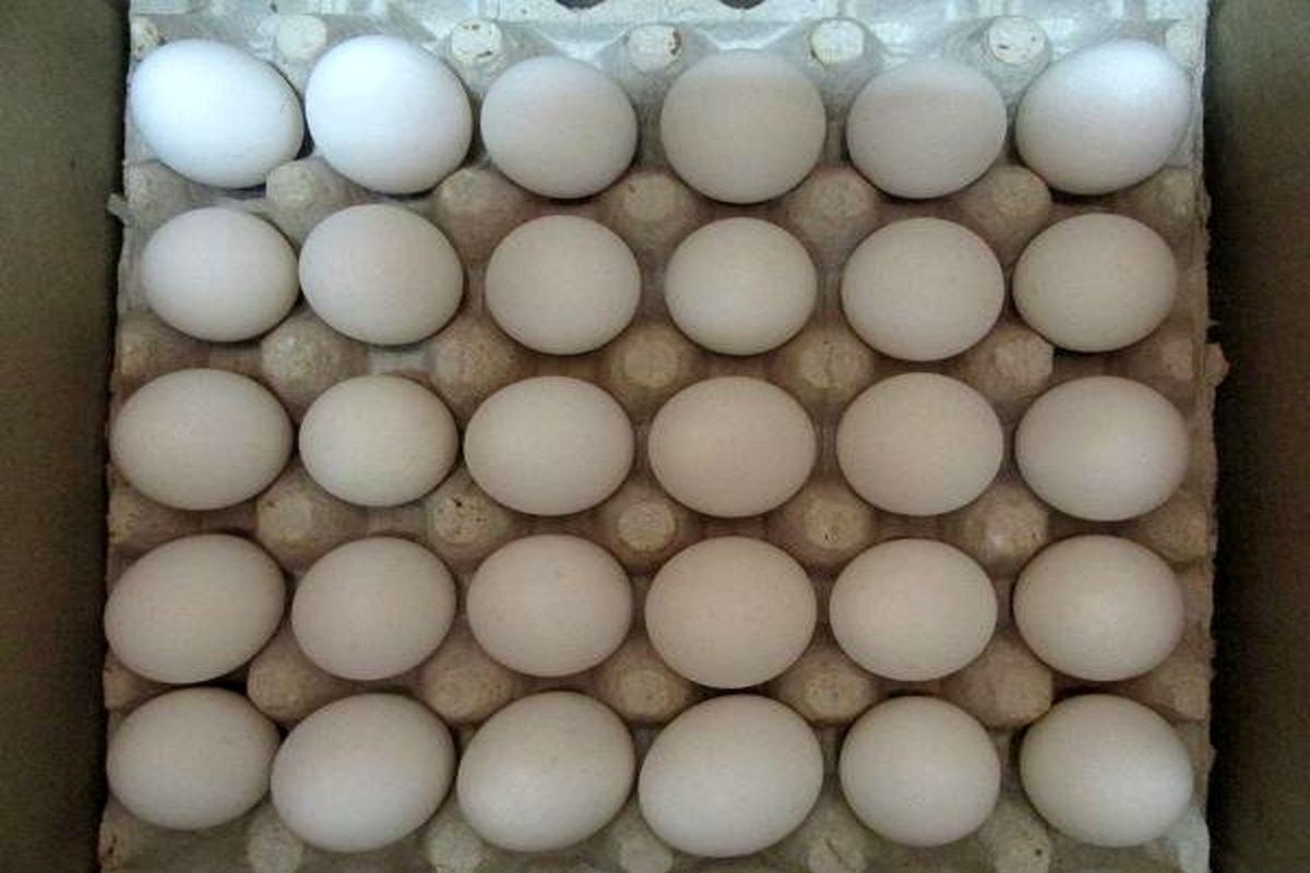 کشف بیش از ۳ تن تخم‌مرغ فاسد