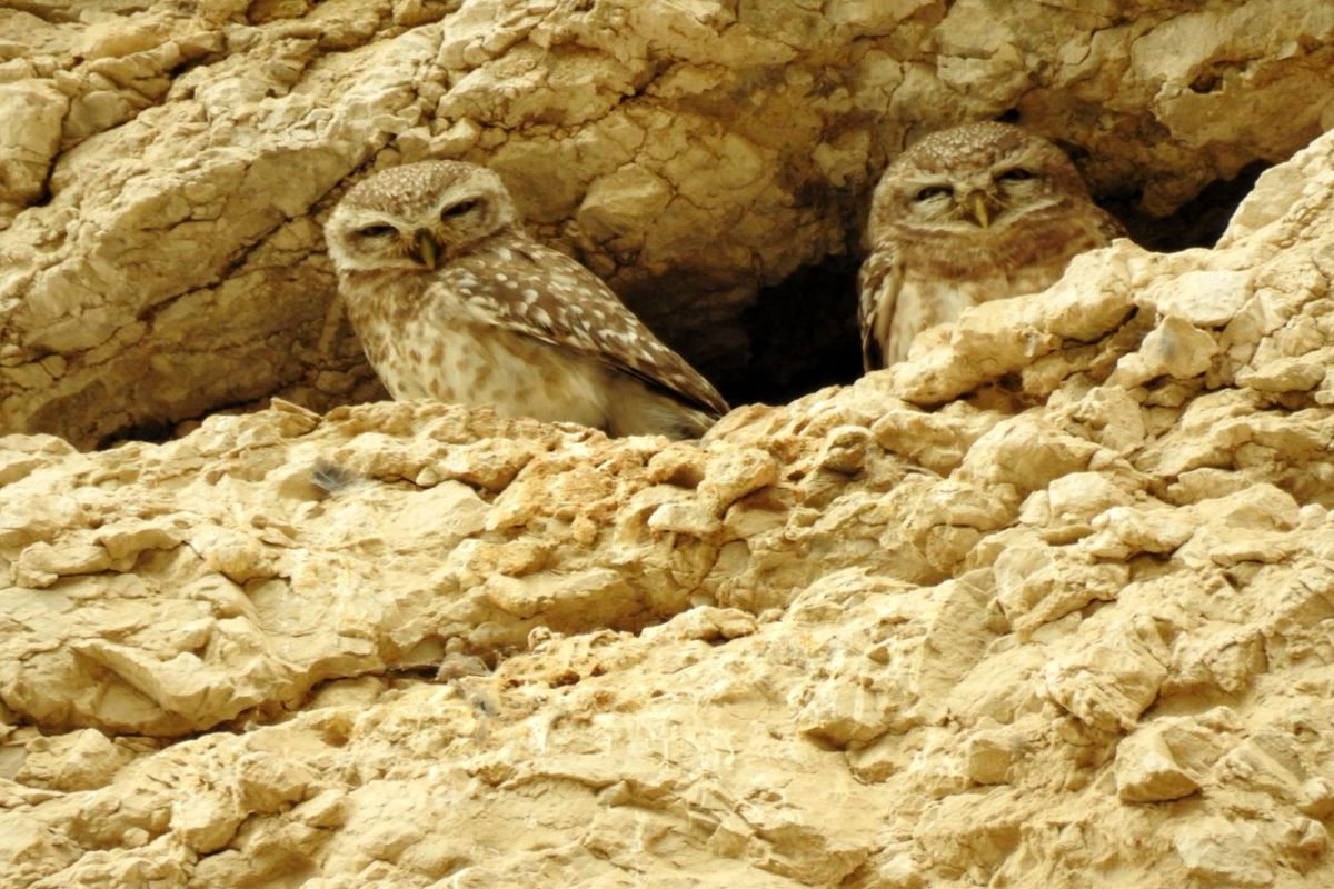 ثبت زادآوری جغد کوچک در استان بوشهر