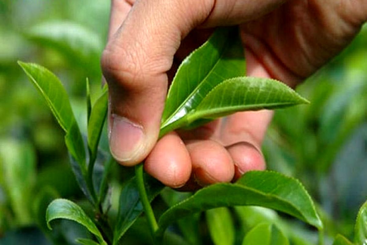 اعلام آمادگی کارخانه چایسازی برای خرید تضمینی برگ سبز چای