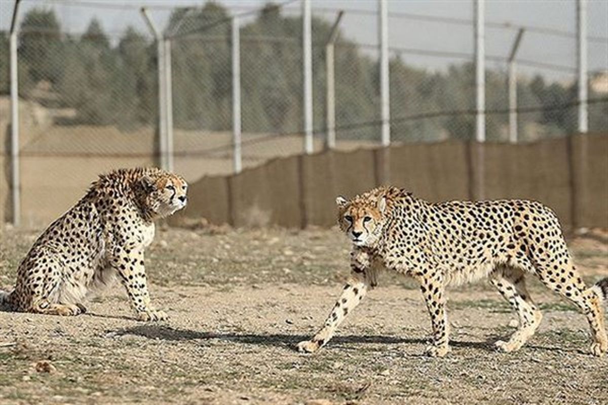اولین لقاح مصنوعی یوزپلنگ ایرانی در پردیسان