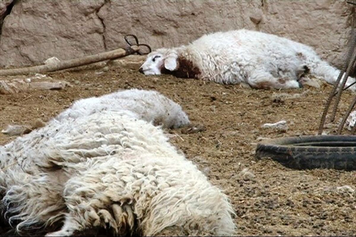 یک قلاده گرگ در بویین زهرا به گوسفندان حمله کرد