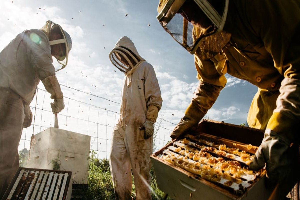 عسل اردبیل برند سازی می‌شود اجتماعی