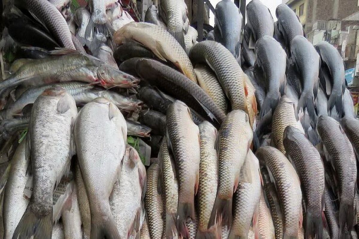 بازگشایی بازار ماهی فروشان جاسک با ورود به موقع دستگاه قضایی استان