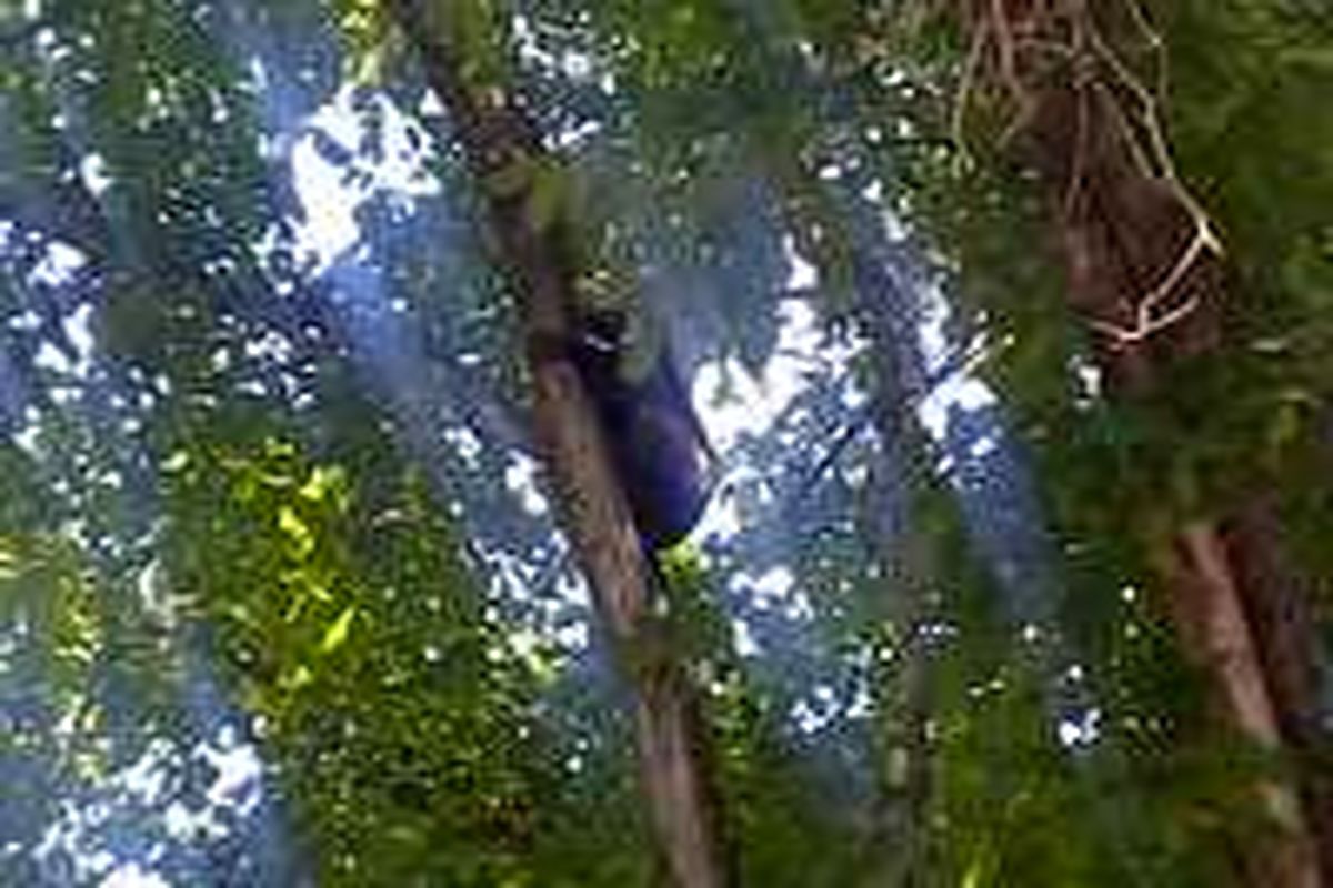 نجات توله خرس از بالای درخت