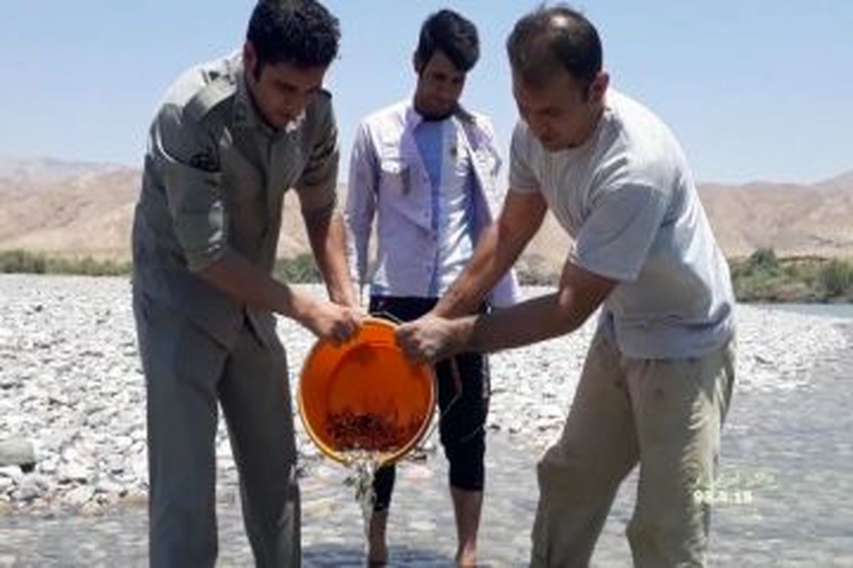 نجات حدود ۵۰۰۰ قطعه ماهی با انتقال به رودخانه سیمره