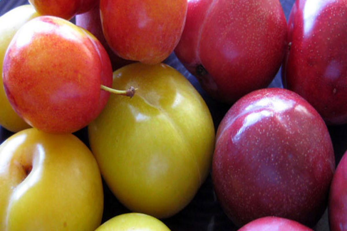 درمان هزار و یک درد با مصرف این میوه