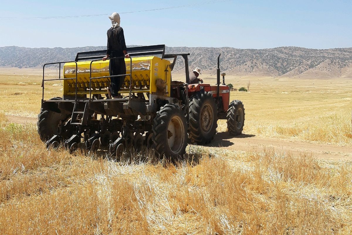 کشت مستقیم ذرت در۲۵هکتار از  بقایای کشت محصول قبلی گندم در کوهدشت