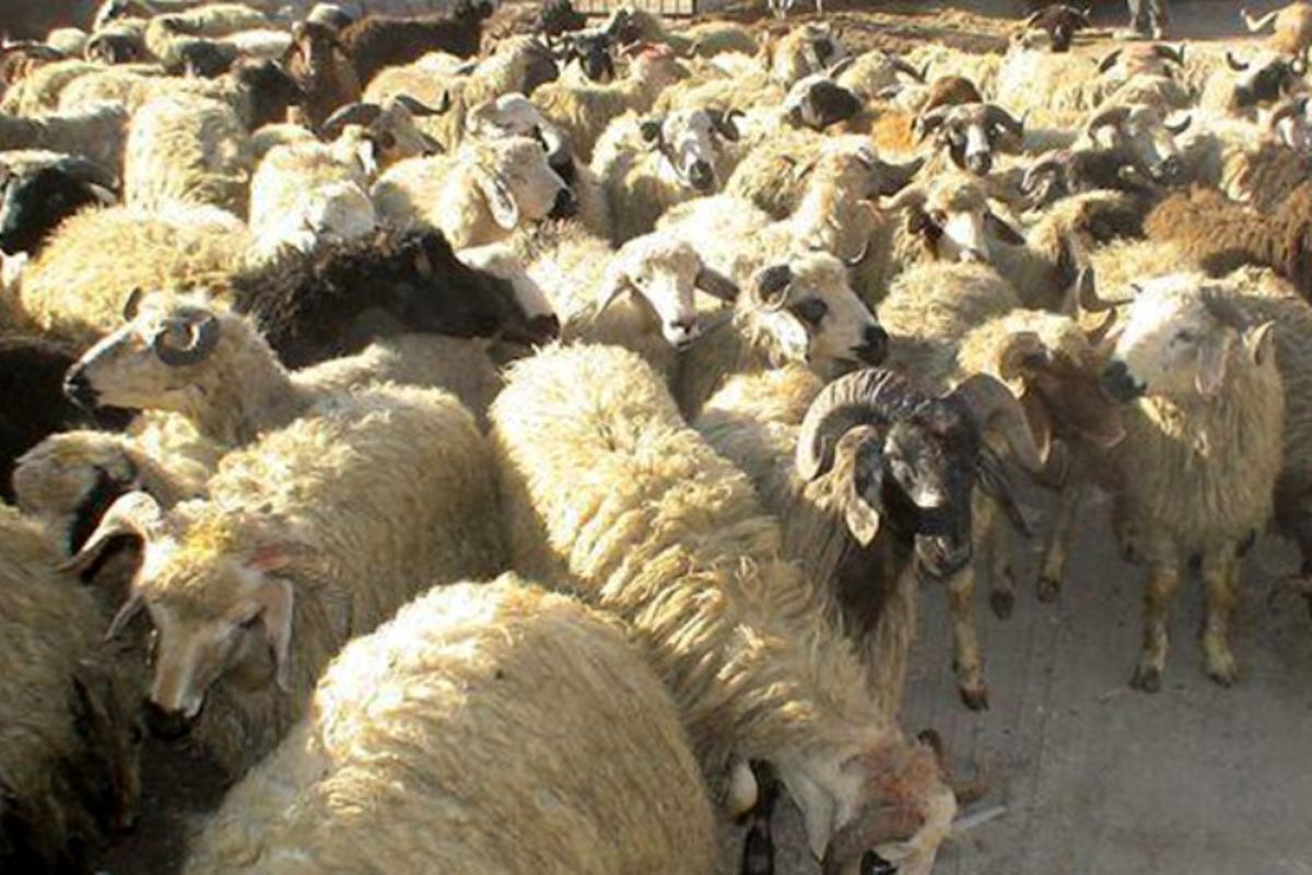 کشف ۳۳ رأس گوسفند قاچاق در زاهدان
