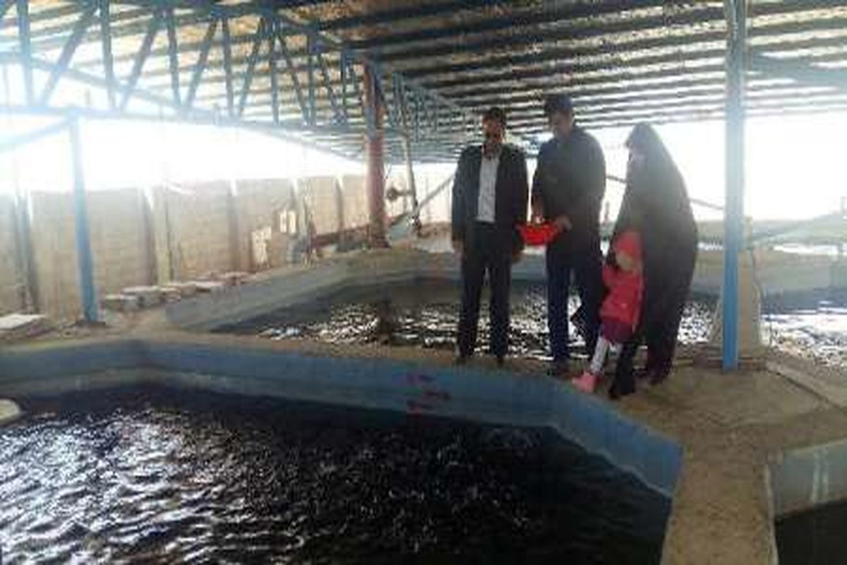 ۲۰۰ مزرعه پرورش ماهی فعال در استان