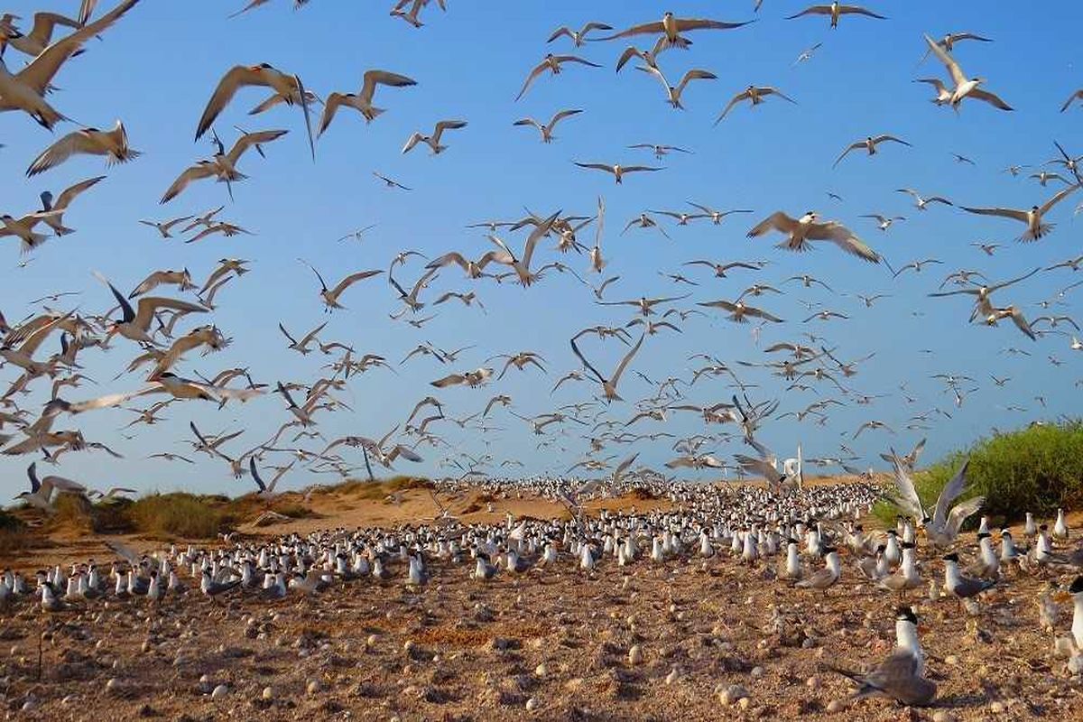 پرندگان جوجه آور تابستان گذران جزایر استان بوشهر سرشماری می شوند