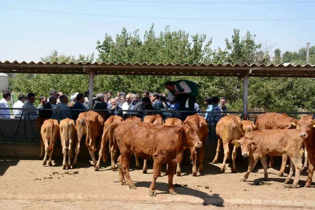 بازدید وزیر جهاد کشاورزی از مرکز پشتیبانی و مطالعات گاو بومی سراب