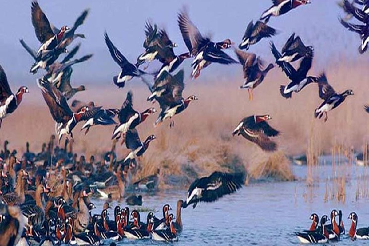 پیش‌بینی افزایش ۵۰ هزار قطعه‌ای پرندگان در تالاب کانی‌برازان مهاباد