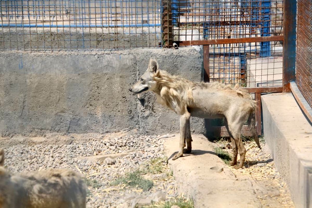 ایران مقصد اصلی قاچاقچیان حیوان / سازمان حفاظت از محیط زیست کاهلی می کند
