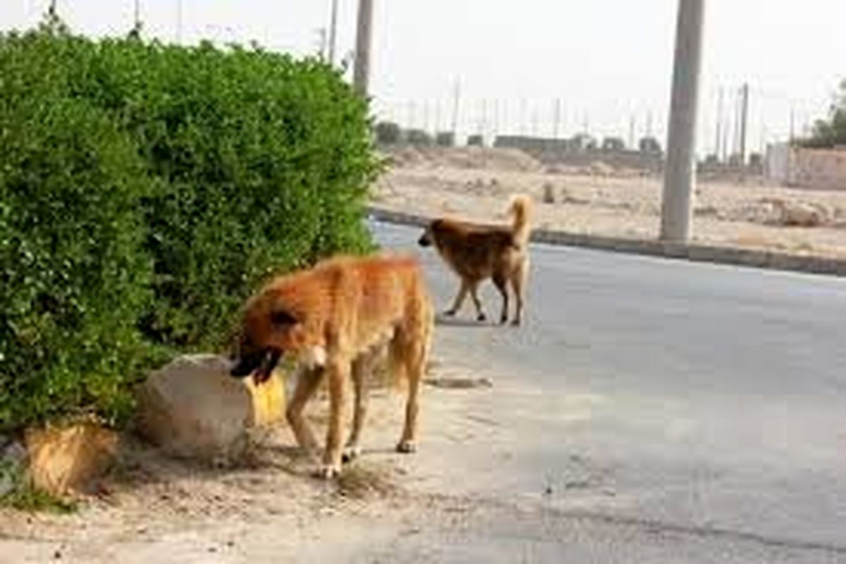 جمع آوری سگهای بلاصاحب از سطح شهر اسلامشهر