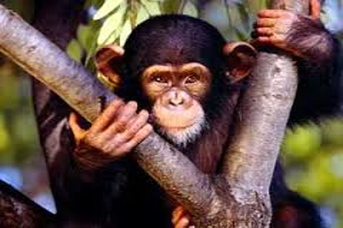 حمله میمون ها به گیلان / سیاهکل در محاصره