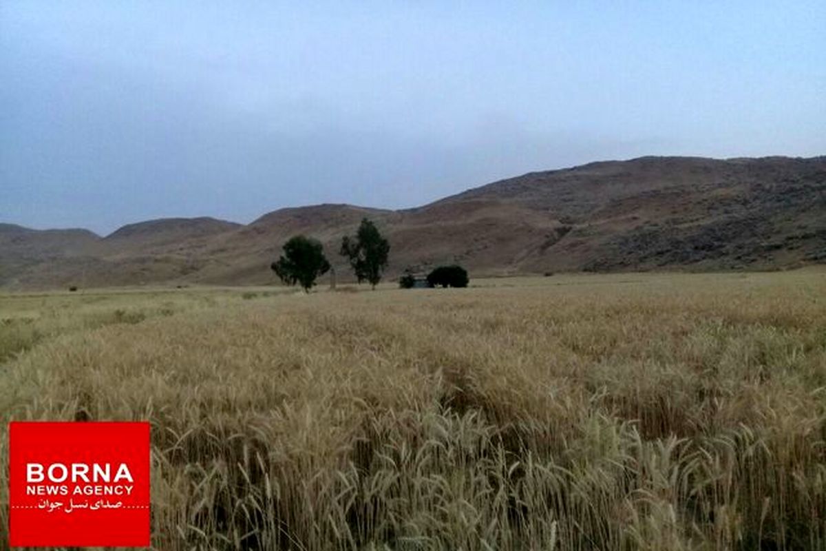 خرید تضمینی گندم در استان لرستان از ۲۹۰ هزار تن گذشت