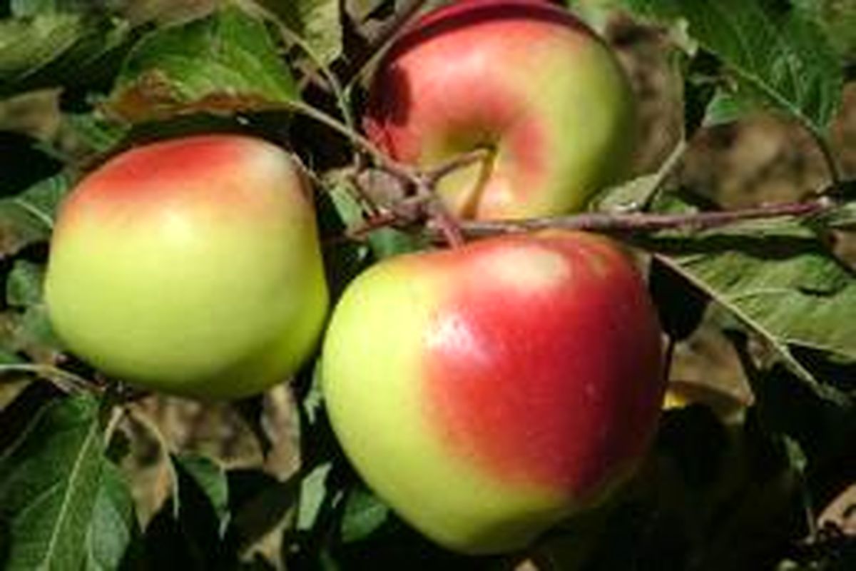 «باغ‌های متراکم» الگوی مدرن باغداری در تولید سیب درختی/ تولید ۱۲۳ هزار تن سیب درختی در رزن