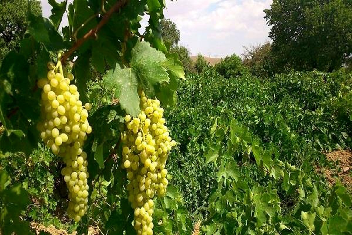 آغاز برداشت انگور از باغات آذربایجان‌غربی / پیش بینی تولید بیش از ۲۰۰  هزار تن انگور در استان