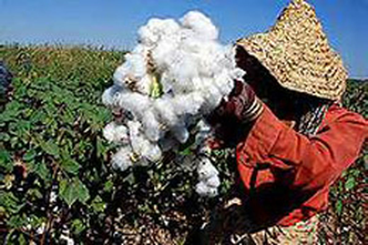 پیش بینی فروش ۸۱ میلیارد تومان از محصول پنبه در خراسان جنوبی