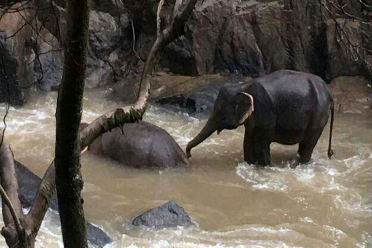 مرگ ۶ فیل که می‌خواستند یکدیگر را از سقوط در آبشار نجات دهند