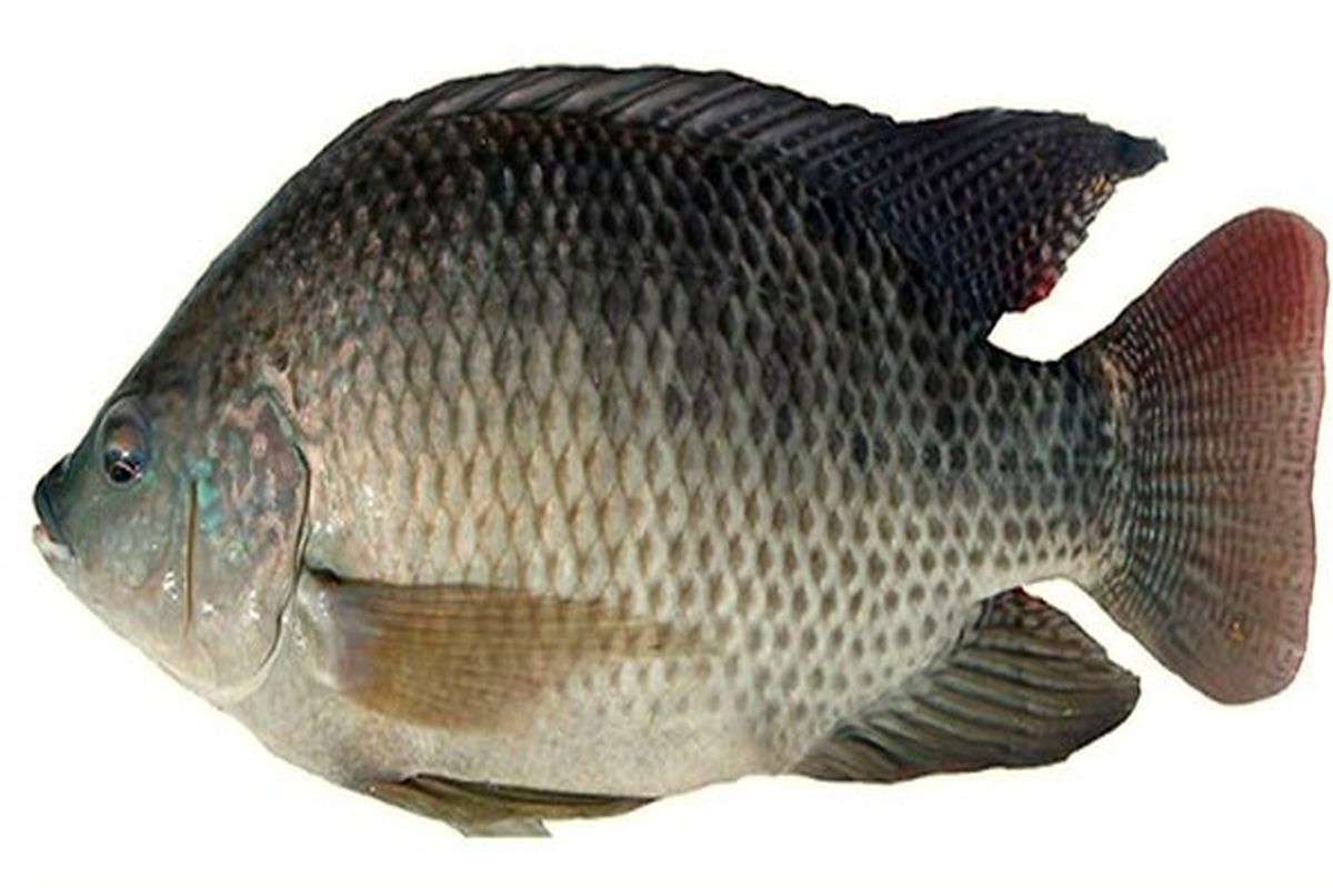 پرورش ماهی تیلاپیا در کرمان ممنوع شد
