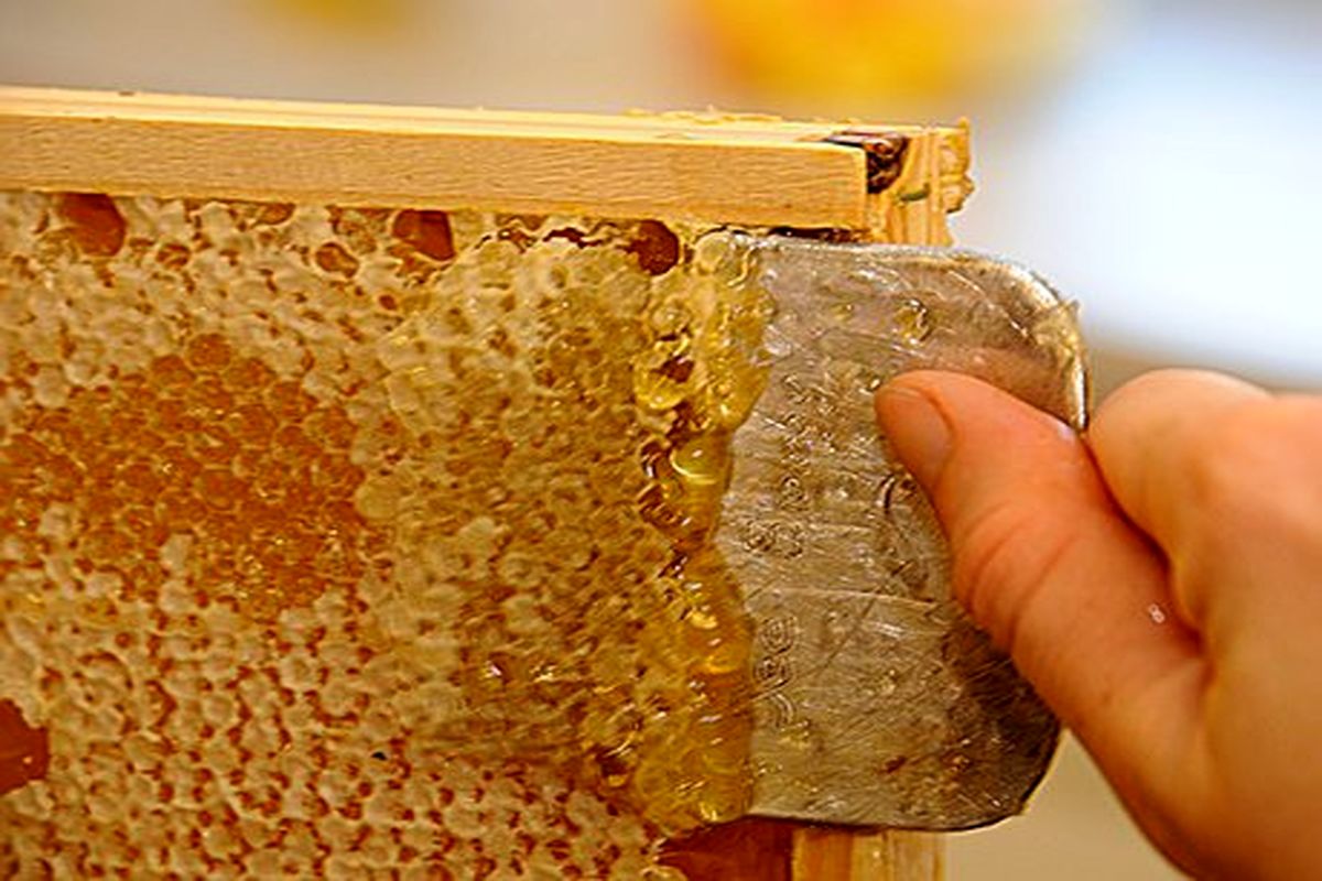 تولید عسل در میاندوآب ۴۱ درصد افزایش یافت