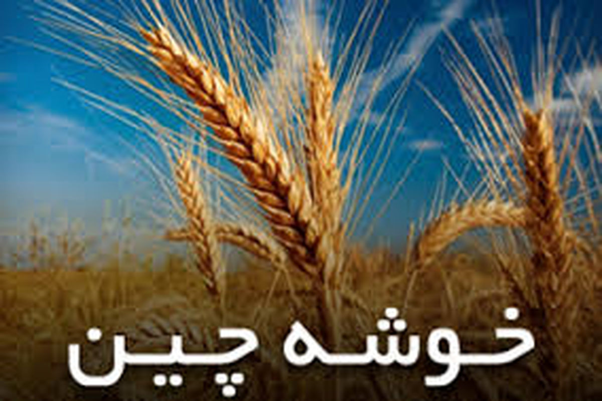 مشارکت بیش از یکصد هزار روستایی در جشنواره ورزشی جام خوشه چین/ نفرات برتر به مسابقات استانی و کشوری اعزام می‌شوند