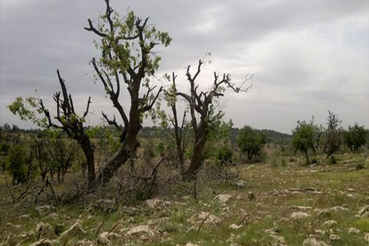 دلیل اصلی خشکیدگی درختان بلوط در استان چیست؟