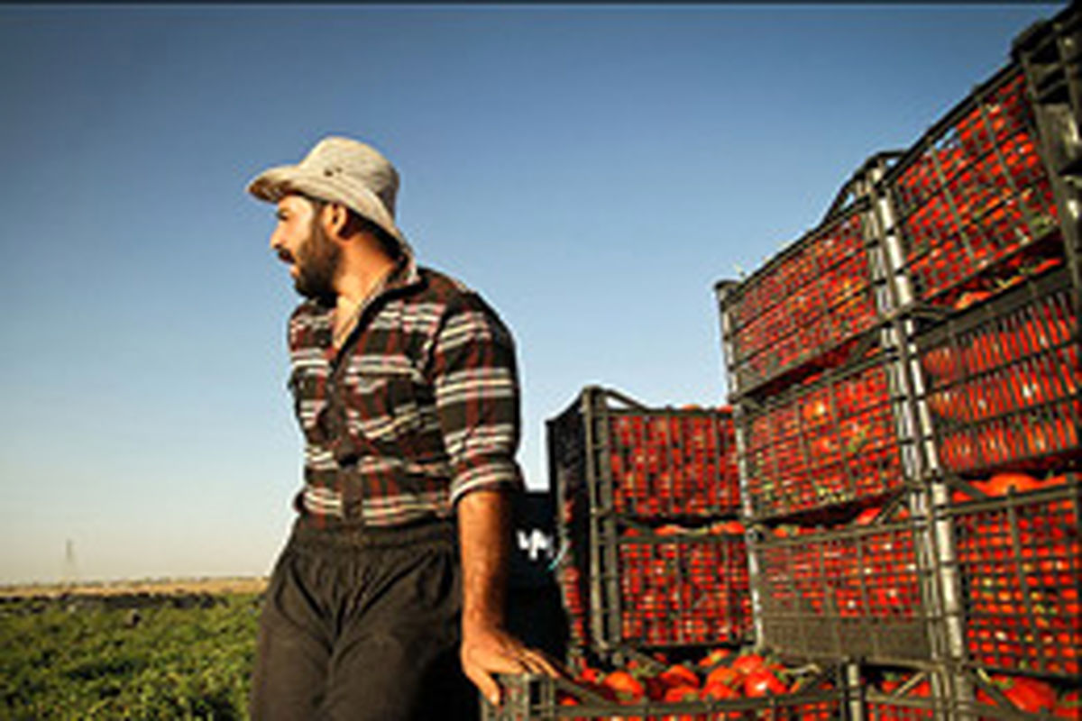رب گوجه فرنگی در بورس کالای ایران عرضه می شود