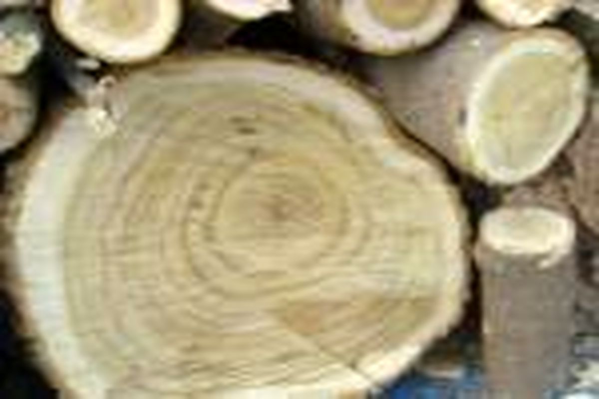 کشف بیش از ۵ تن چوب قاچاق در گیلان