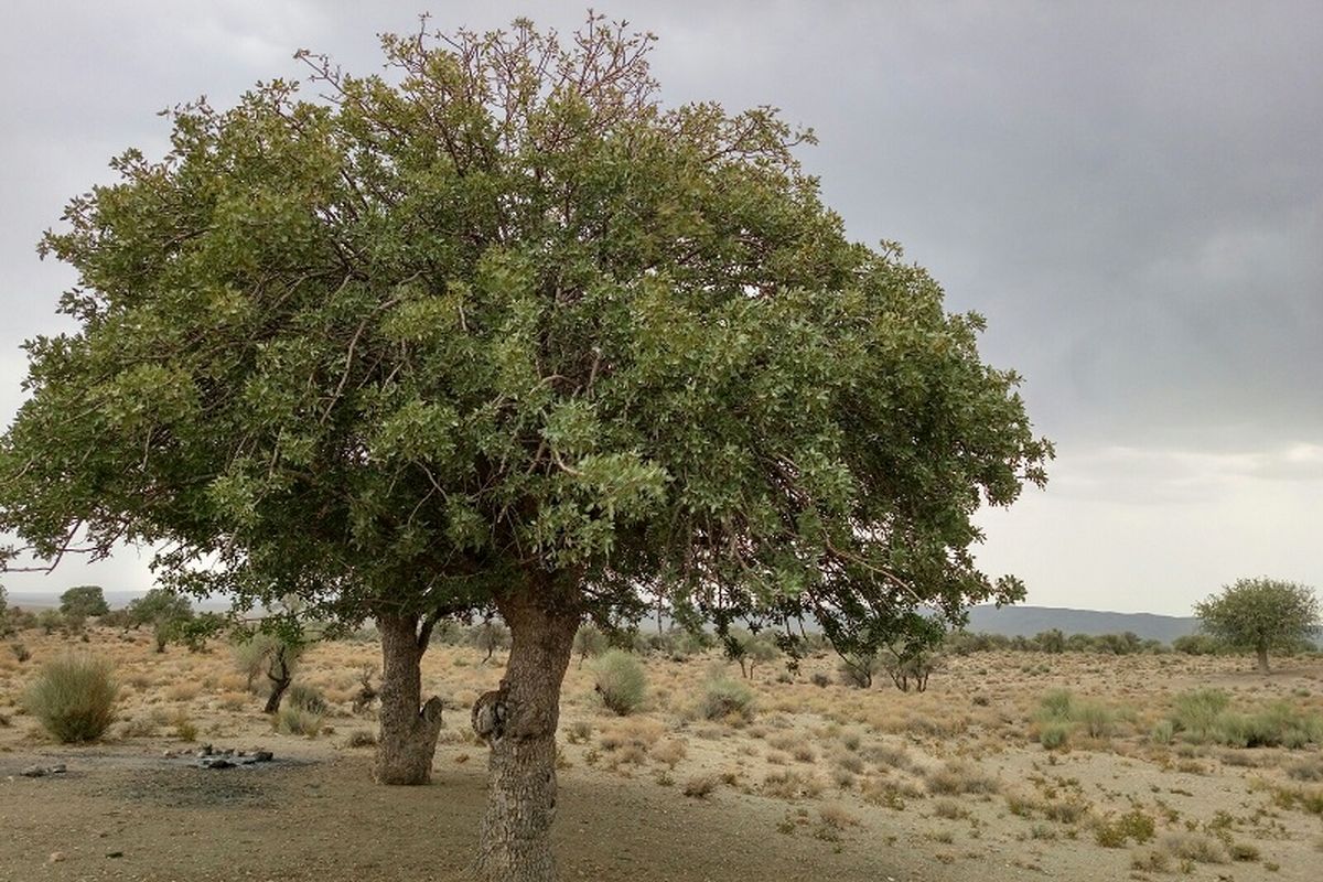 دستگیری عوامل قطع غیرمجاز درختان جنگلی در رفسنجان