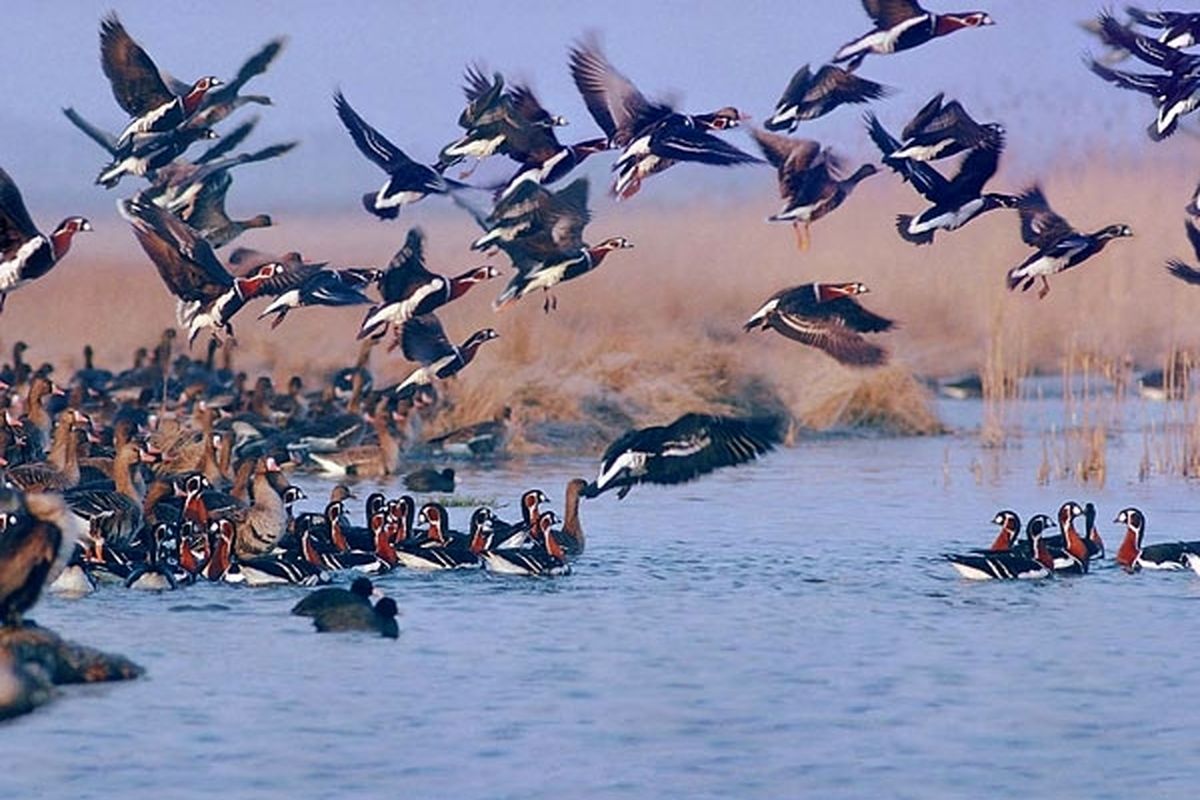 آغاز مهاجرت ۱۱۰ گونه پرنده به تالاب بین المللی شادگان