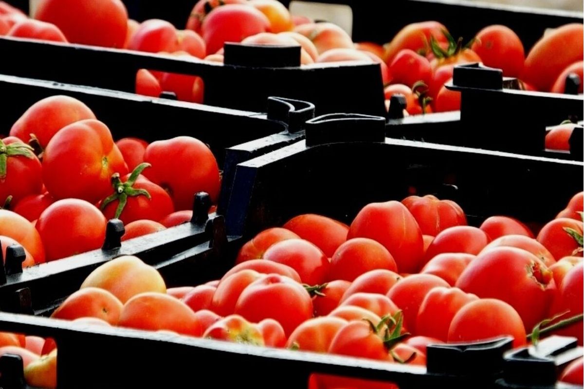 ورود ۵۰ هزار تن گوجه فرنگی از شهرستان مهر به بازار