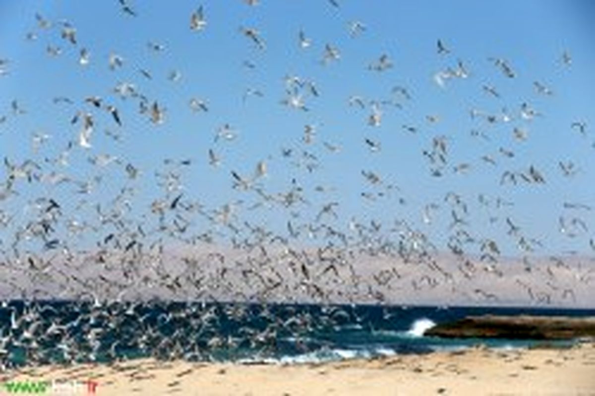پرندگان مهاجر میهمان سواحل جزیره کیش