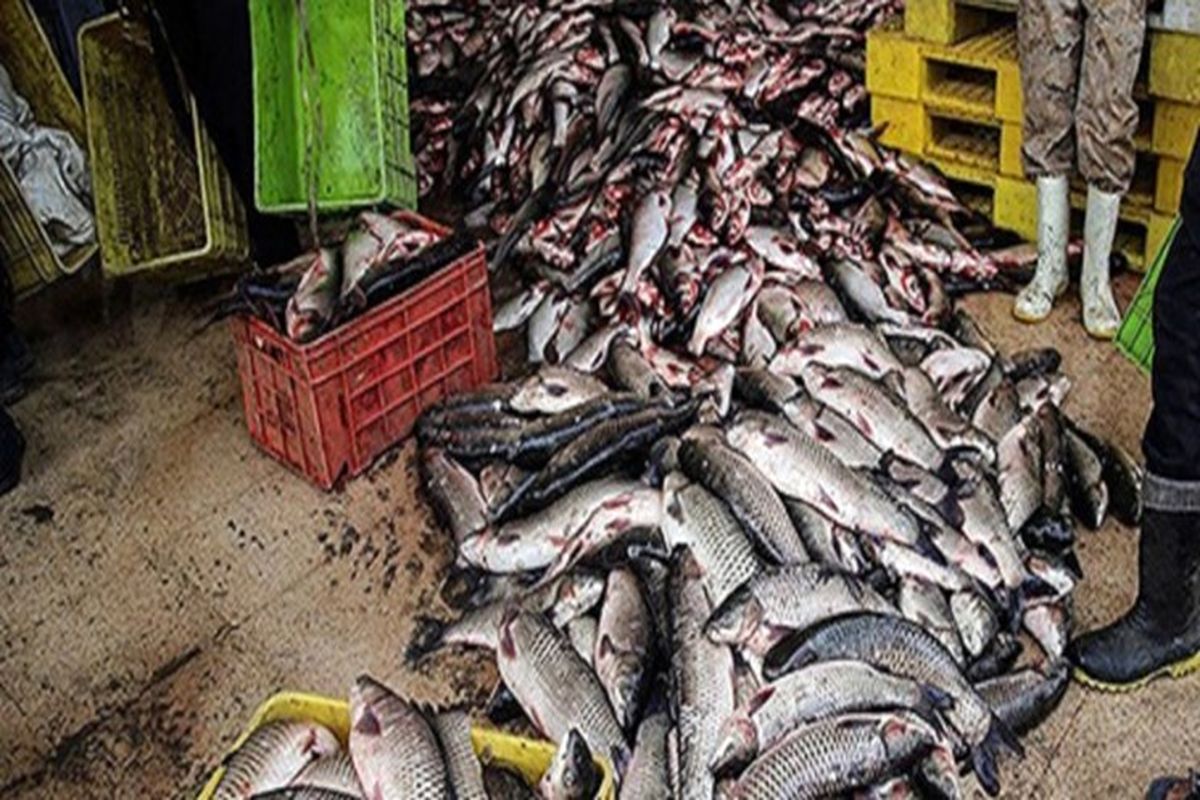 ۵ تن ماهی قاچاق در چابهار کشف شد