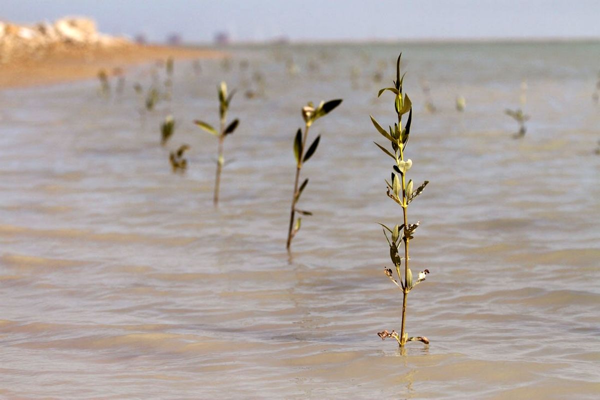کاشت ۱۰ هزار نهال حرا در ساحل بندرعباس