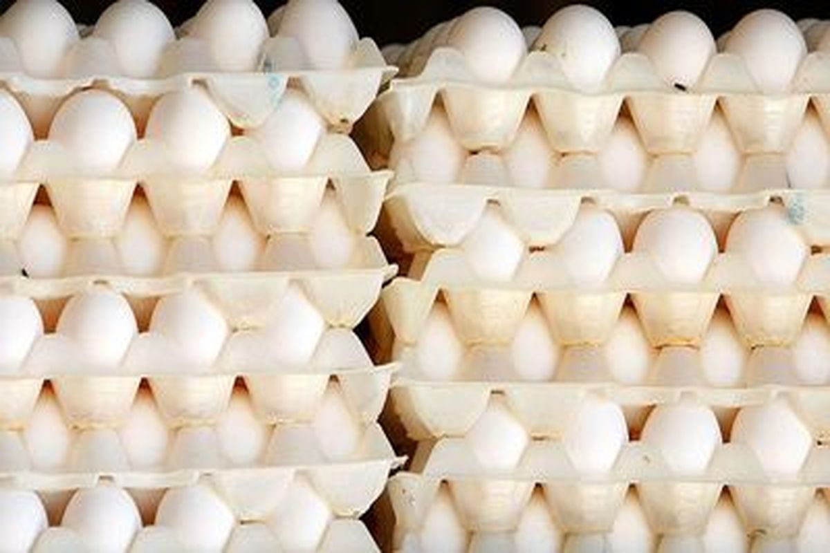 قیمت تخم‌مرغ در بازار از نرخ ستاد تنظیم بازار هم پایین‌تر است