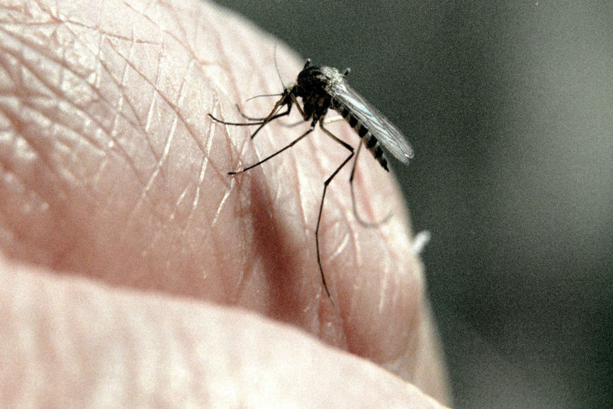 آیا پشه ها و مگس ها می توانند ناقل کرونا‌ویروس باشند؟