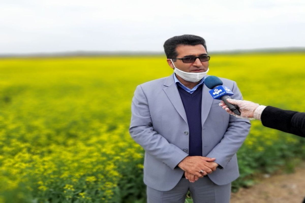 تواید بیش از ۷۵۰۰ تن روغن کلزا در پارس آباد مغان