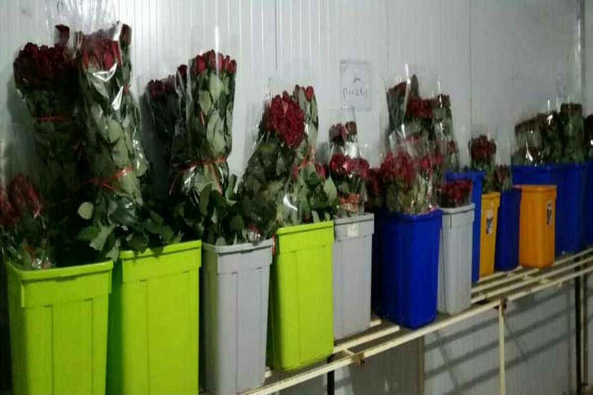 خسارت ۶۰ میلیارد ریالی به واحدهای گلخانه  لرستان در پی شیوع ویروس کرونا