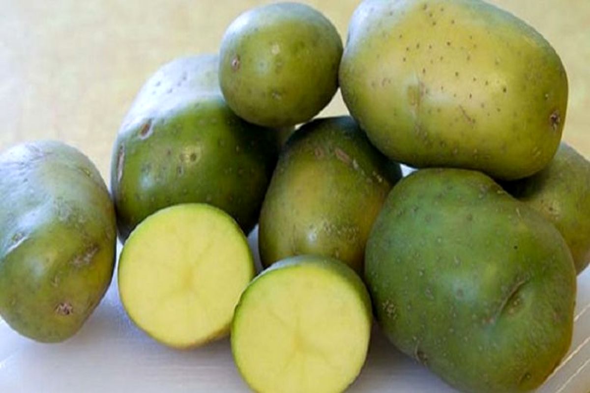 خوردن سیب‌زمینی‌های سبز؛ ممنوع!