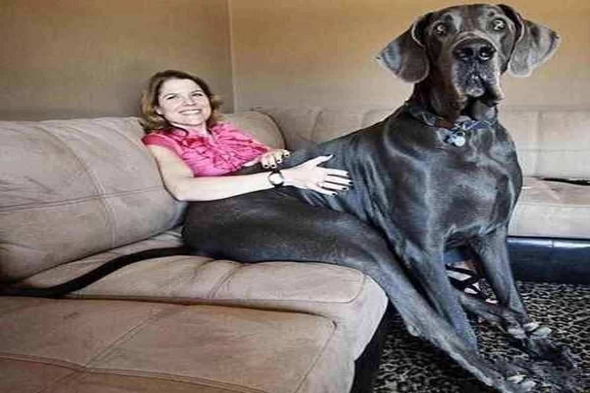 بزرگترین سگ دنیا + عکس