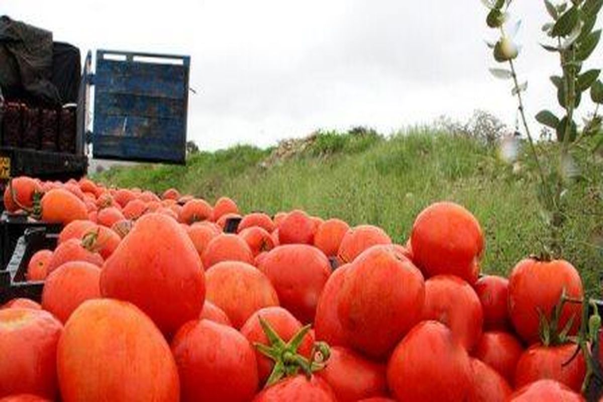 خطر سرمازدگی گلخانه‌ها و مرغداری‌های استان